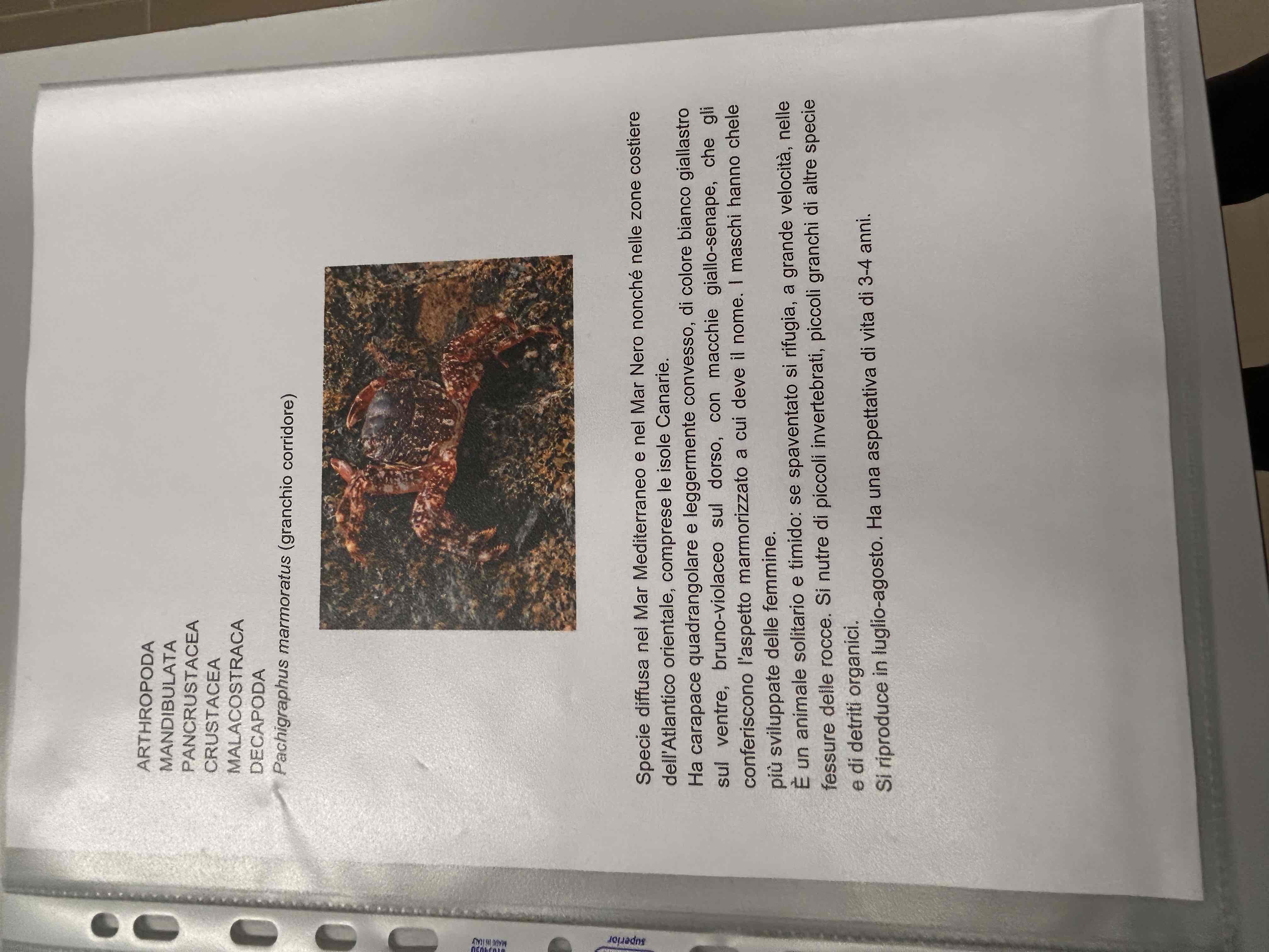 <p>Crostacea</p><p>Malacostraca</p><p>Eumalacostraca</p><p>Decapode</p><p>Brachyura </p><p>Pachigraphus marmoratus</p><p>[granchio corridore]</p>