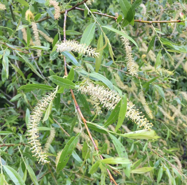 <p>What is the growth form of this plant?</p>