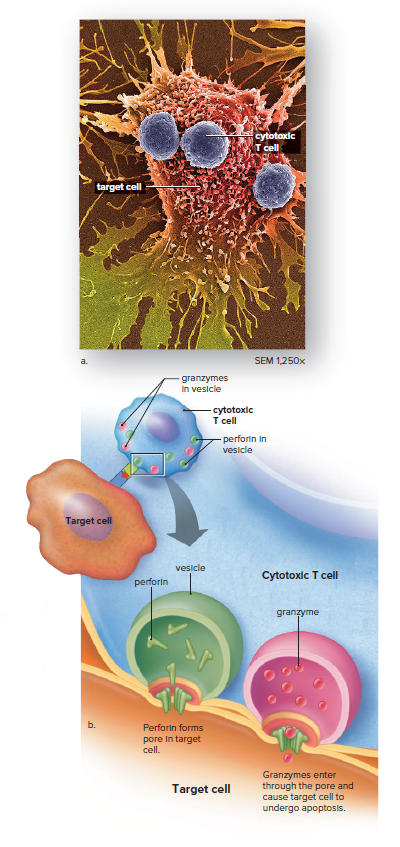 Cytotoxic T cells and the cellular response.
