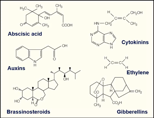 <p>Functions include growth and development, seed dormancy, defence against herbivores, stress responses, etc.</p><ul><li><p>Abscisic acid</p></li></ul><ul><li><p>Auxins</p></li><li><p>Brassinosteroids</p></li><li><p>Cytokinins</p></li><li><p>Ethylene</p></li><li><p>Gibberellins</p></li></ul><p>Some overlap in function - Auxins, Brassinosteroids and Gibberellins promote stem growth</p><p>Some work synergistically, while others work antagonistically </p><p>Ex: ABA promotes seed dormancy, gibberellins promote seed germination</p>