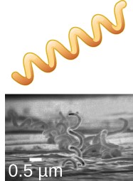 <p>Long, loose, helical spiral</p>