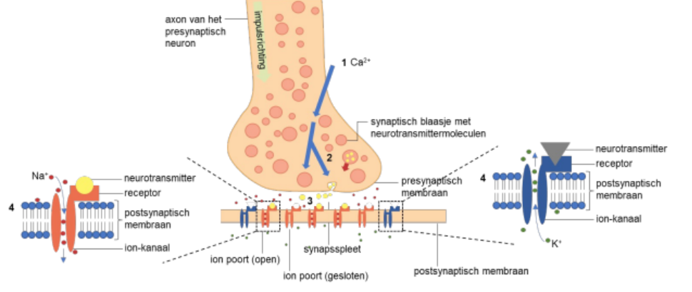 <ol><li><p>De impuls in neuron 1 bereikt het presynaptisch membraan. De Ca2+ kanalen openen en Ca2+ stroomt de axon in;</p></li><li><p>De neurotransmitters in synaptische blaasjes worden door de Ca2+ gemobiliseerd en gaan richting het presynaptisch membraan;</p></li><li><p>De blaasjes smelten met het membraan, waardoor de neurotransmitters in de synaps vrijkomen = exocytose;</p></li><li><p>Neurotransmitters binden via receptoren aan de ion-kanalen (K+ en Na+ van het postsynaptisch membraan. Hierdoor openen deze kanalen en is er een instroom van Na+ of uitstroom van K+;</p></li><li><p>Afbraak van de neurotransmitters of ze diffunderen weg.</p></li><li><p>Resynthetiseren of heropname van de neurotransmitters</p></li></ol>