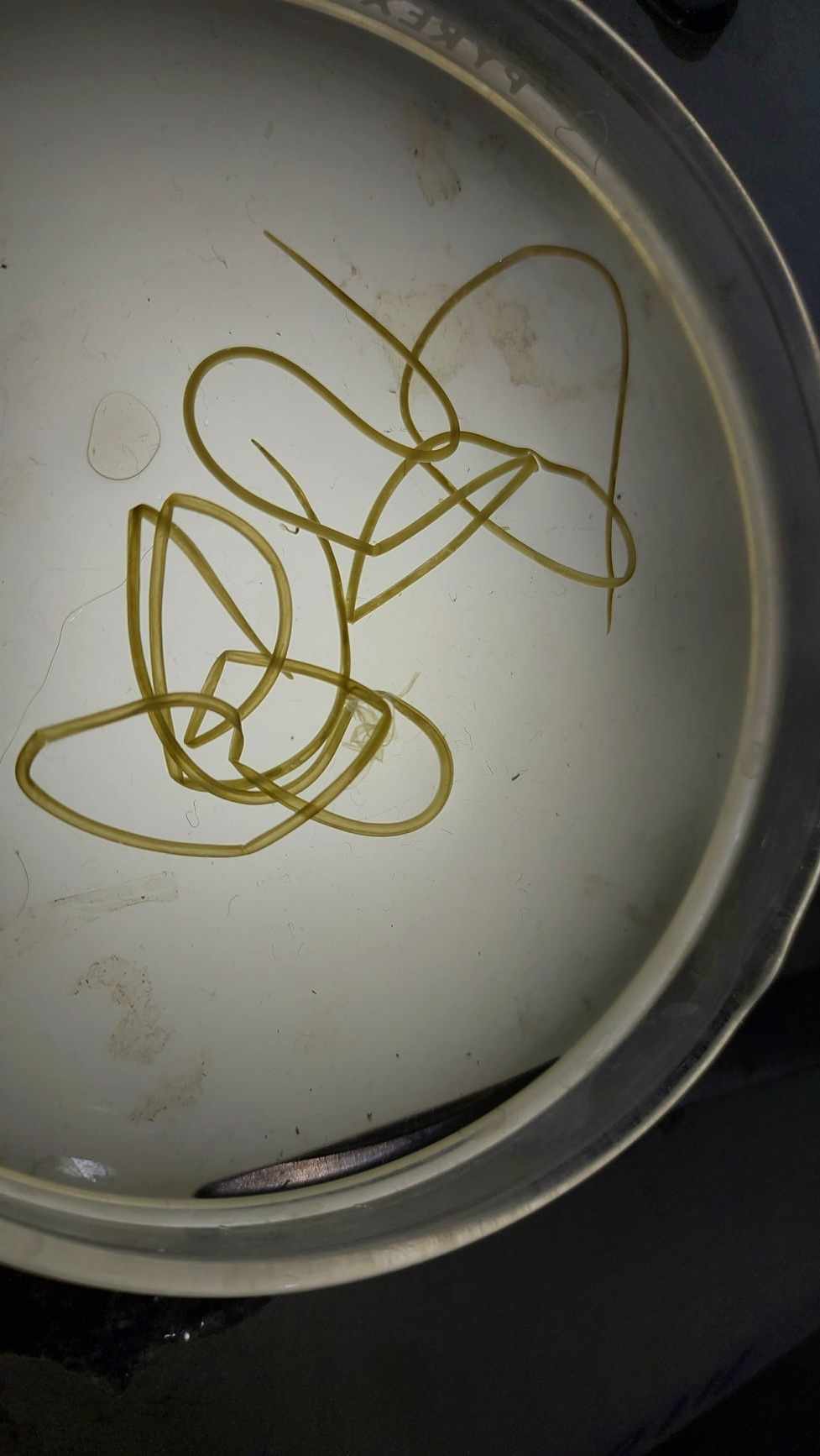 <p>Ways to demonstrate this worm’s larvae</p>