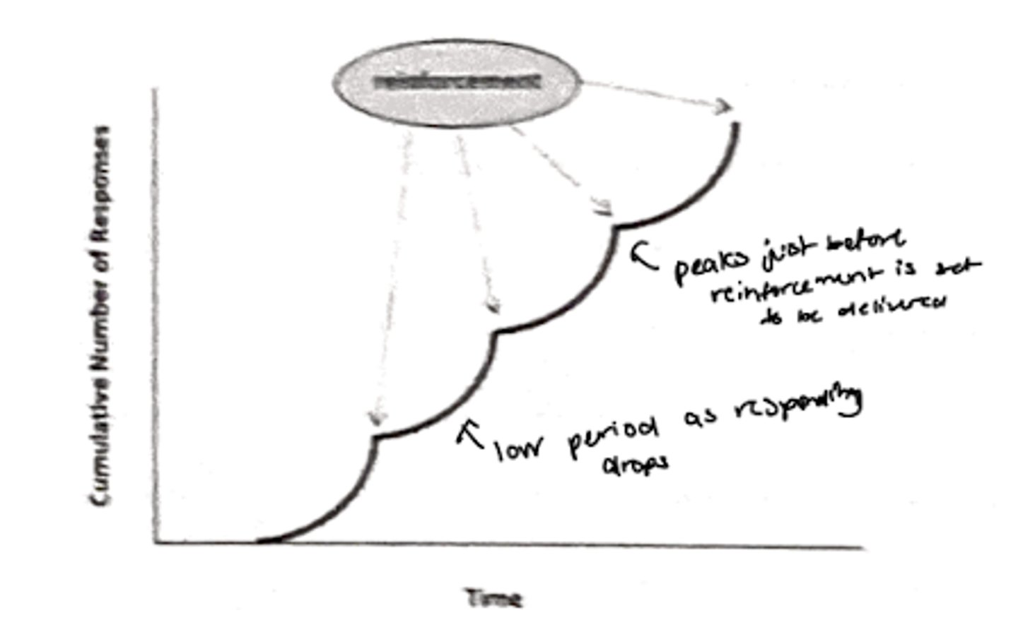 <p>the pattern that appears on a cumulative response graph of a fixed-interval reinforcement schedule (shows that the subject only begins making a response as the time for the available reinforcements draws near)</p>