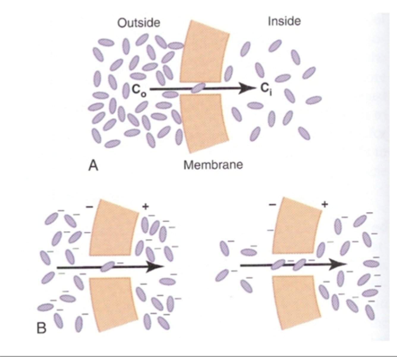 <p>What happens if a electrical potential is applied across the membrane? </p>