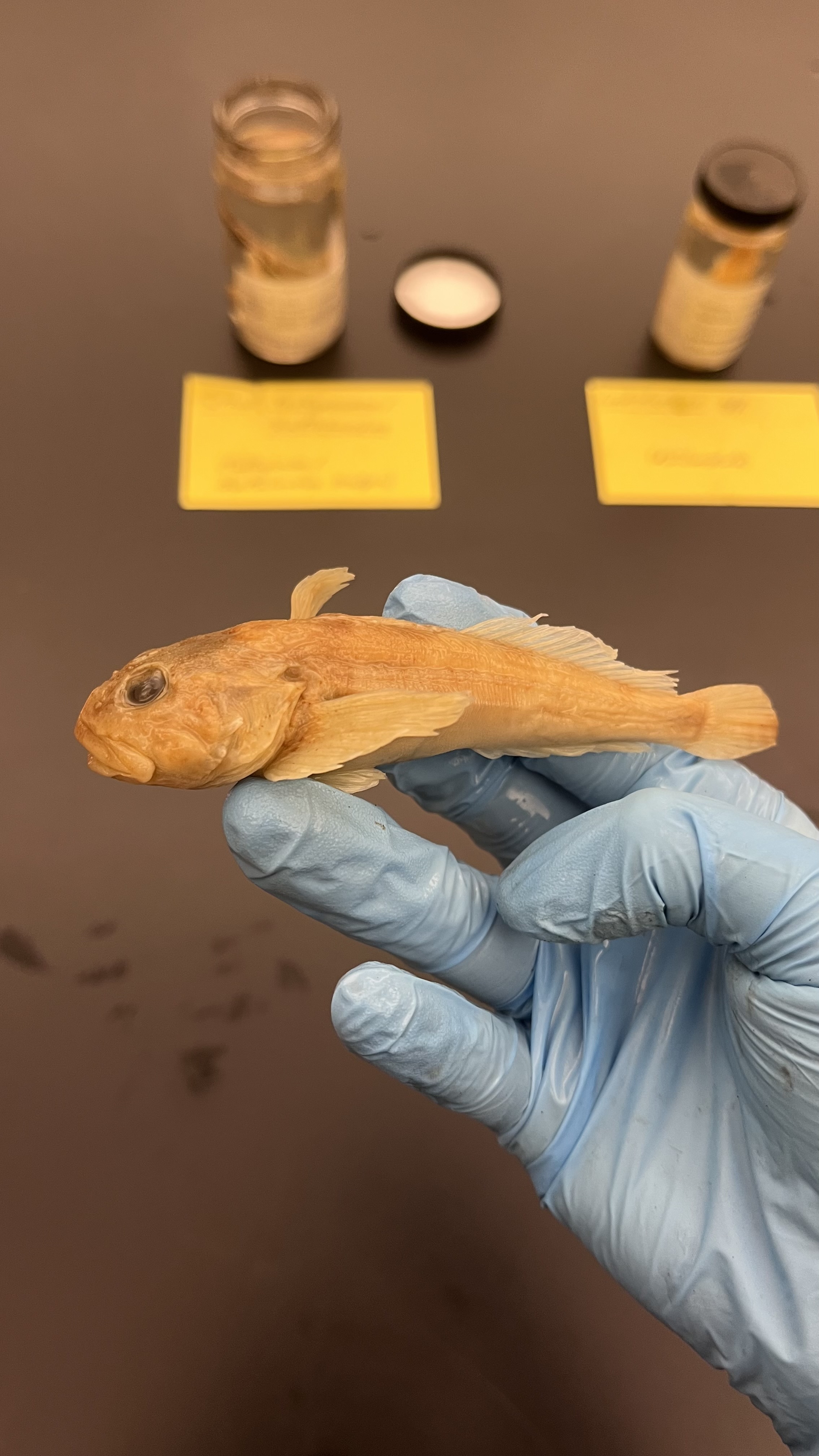 <p>Tallapoosa/Chattahoochee Sculpin</p>