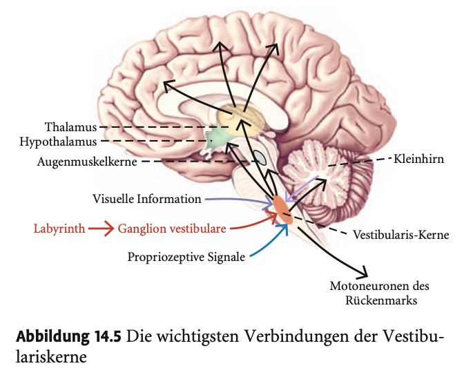 <p><strong>Zentrale Weiterverarbeitung der vestibulären Information</strong></p><p>&nbsp;</p><p>&nbsp;</p><p><strong>Primäre Verschaltung</strong></p><p>&nbsp;</p><ul><li><p><strong>Haarzellen</strong> des Vestibularorgans → synaptische Verbindung mit afferenten <strong>Fasern des Vestibularnervs</strong>(N. vestibularis)</p></li><li><p>Zellkörper dieser Fasern liegen im <strong>Ganglion vestibulare</strong> nahe dem Innenohr.</p></li></ul><p>&nbsp;</p><p>&nbsp;</p><p><strong>Zentrale Projektion</strong></p><p>&nbsp;</p><ul><li><p>Die Fasern verlaufen zentralwärts zu den <strong>Vestibulariskernen</strong> in der <strong>Medulla oblongata</strong>.</p></li><li><p>Ein Teil der Fasern <strong>umgeht die Vestibulariskerne</strong> und zieht <strong>direkt zum Kleinhirn</strong>.</p></li></ul><p>&nbsp;</p><p>&nbsp;</p><p><strong>Multisensorische Integration</strong></p><p>&nbsp;</p><ul><li><p>Die Vestibulariskerne erhalten zusätzlich:</p><ul><li><p><strong>Afferenzen vom visuellen System</strong></p></li><li><p><strong>Afferenzen von Propriozeptoren (Muskeln, Gelenke)</strong></p></li></ul></li><li><p>→ Diese Informationen werden zusammengeführt, um <strong>Bewegung und Lageveränderungen</strong> im Raum präzise zu interpretieren.</p></li></ul><p>&nbsp;</p><p>&nbsp;</p><p>&nbsp;</p><p><strong>Weiterleitung der vestibulären Information – Hauptausgänge:</strong></p><p>&nbsp;</p><ol type="1"><li><p><strong>Zum Kleinhirn (Cerebellum):</strong></p><ul><li><p>Zuständig für Feinabstimmung von Bewegung &amp; Gleichgewicht</p></li><li><p>Reziproke Rückprojektionen zu den Vestibulariskernen</p></li></ul></li><li><p><strong>Zum Hypothalamus:</strong></p><ul><li><p>Beteiligung an vegetativen Reaktionen (z. B. Übelkeit bei Schwindel)</p></li></ul></li><li><p><strong>Zum Thalamus → Kortex:<br></strong></p><ul><li><p>Übertragung an:</p><ul><li><p>Primärer somatosensorischer Kortex</p></li><li><p>Sekundärer somatosensorischer Kortex</p></li><li><p>Insulärer Kortex (Inselrinde)</p></li></ul></li><li><p>→ Dort entsteht die bewusste Wahrnehmung der Körperlage</p></li></ul></li><li><p><strong>Zu den Augenmuskelkernen im Mittelhirn:</strong></p><ul><li><p>Wichtig für reflektorische Augenbewegungen (Vestibulo-okulärer Reflex, VOR)</p></li><li><p>Funktion: Kompensation von Kopfbewegungen, um stabile Sicht zu ermöglichen</p></li><li><p>Hier erfolgt auch Integration mit Informationen aus:</p><ul><li><p>Auge</p></li><li><p>Nackenmuskulatur</p></li></ul></li><li><p>Fehlanpassungen an dieser Stelle → Ursache für Bewegungskrankheit</p></li></ul></li><li><p><strong>Zu Motoneuronen im Rückenmark:</strong></p><ul><li><p>Zuständig für:</p><ul><li><p>Reflexe zur Haltungsregulation</p></li><li><p>Feinsteuerung des Gangs</p></li></ul></li><li><p>Integration ermöglicht stabile Körperhaltung trotz Bewegung</p></li></ul></li></ol><p>&nbsp;</p><p>&nbsp;</p><p>&nbsp;</p><p><strong>Bewusste Körperwahrnehmung</strong></p><p>&nbsp;</p><ul><li><p>Entsteht im:</p><ul><li><p><strong>Sekundären somatosensorischen Kortex</strong></p></li><li><p><strong>Insulären Kortex</strong></p></li></ul></li><li><p>Dort erfolgt:</p><ul><li><p>Integration vestibulärer Infos mit:</p><ul><li><p><strong>Hautreizen (Druckrezeptoren)</strong></p></li><li><p><strong>Gelenkstellungen (Propriozeption)</strong></p></li></ul></li></ul></li><li><p>Ziel: <strong>Ganzheitliches Körperschema</strong> im Raum → Grundlage für Handlung, Orientierung, Gleichgewicht.</p></li></ul><p></p>