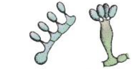 <p>Produced on a basidium arising from a germinating teliospore</p>