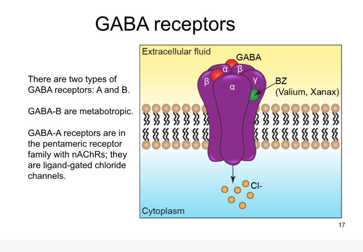 <p>ionotropic GABA receptors are GABA A receptors </p><p>5 subunits, 4 transmem</p><p>in pentameric family</p><p>GABA activated chloride channels</p>