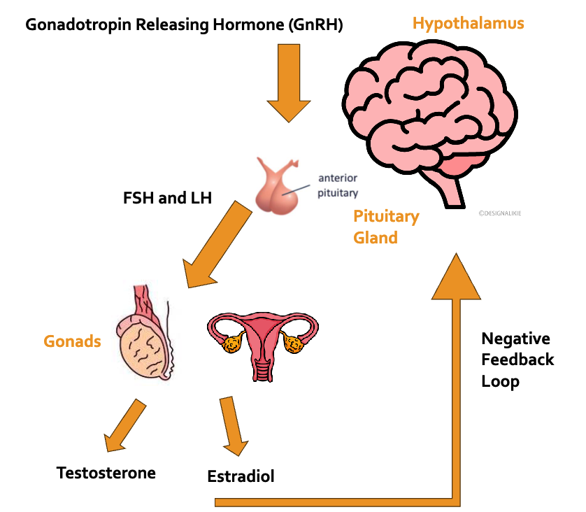 <p>General Hormone Axis</p>