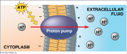 <p><span>Push protons (H<sup>+</sup>) across membrane</span></p><p><span>Eg. mitochondria (ATP production)</span></p>