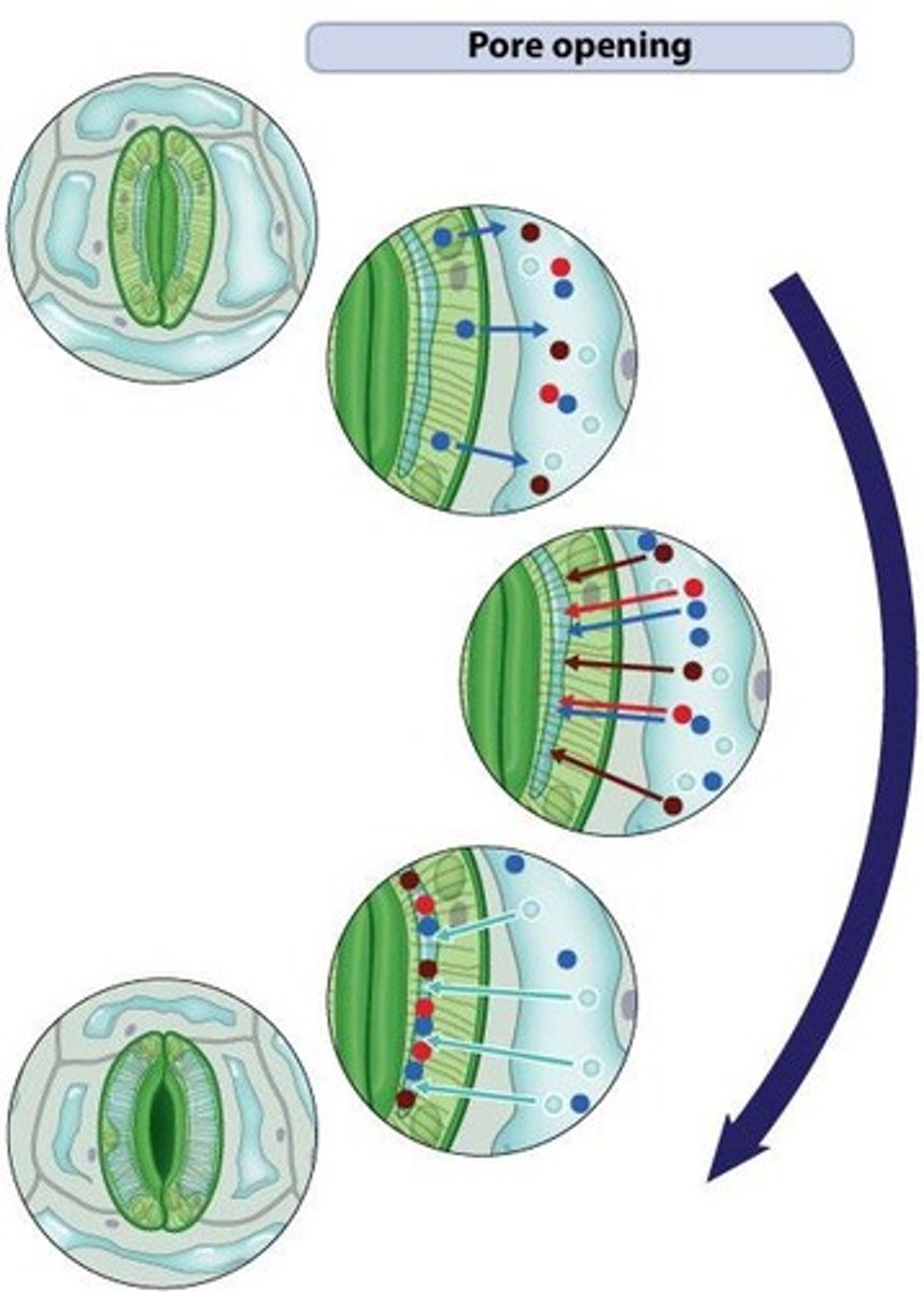 <p>Control stoma diameter by changing shape.</p>
