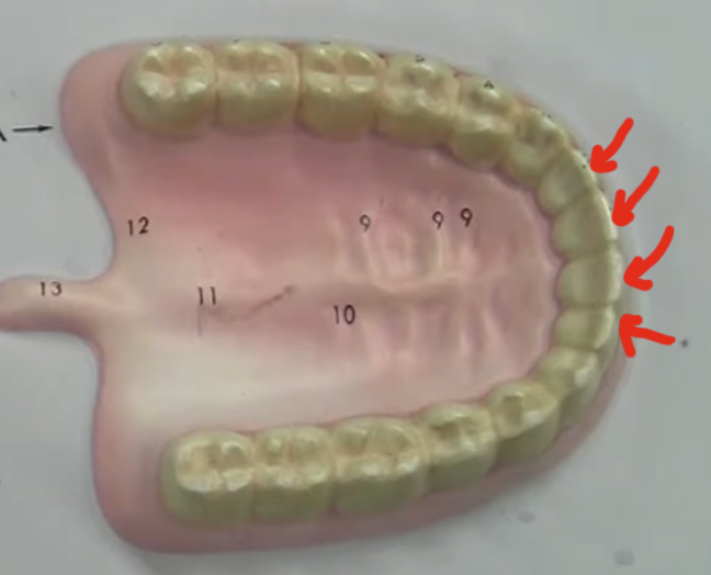 <p>2 in a quadrant, 8 in the whole mouth </p>