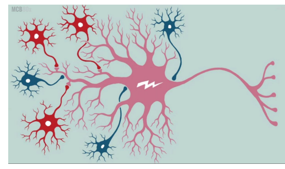 <p>Dendrites and soma</p><p>GABAergic</p><p>On soma or axon hillock can have global effects on responsiveness</p>