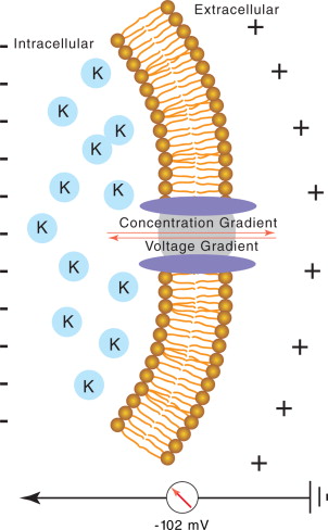 <p>Membrane Potential</p>