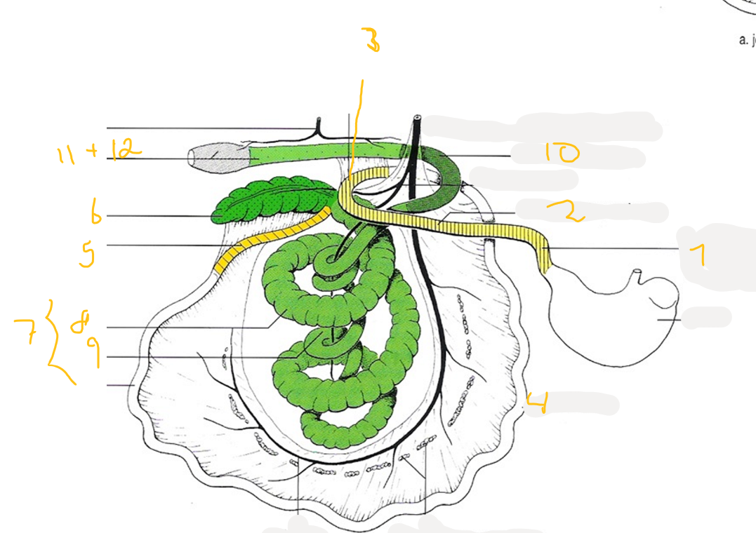 <p>Describe the large intestine of the pig. </p>