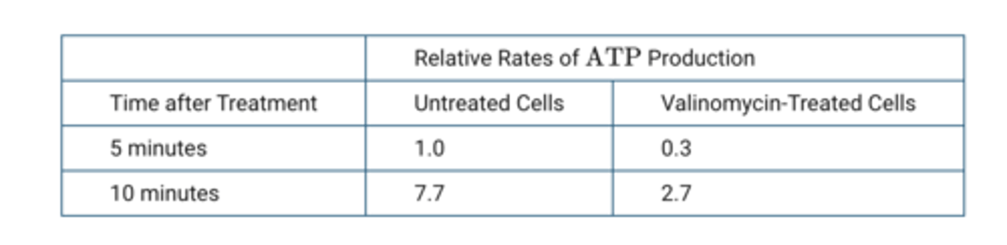 <p>Researchers conducted an experiment to investigate the effects of a valinomycin treatment on skeletal muscle cells. Valinomycin is a naturally occurring substance that can be used as a drug. The results of the experiment are presented in the table.<br><br>Which of the following claims about the effects of the valinomycin treatment is best supported by the data presented in the table?</p>