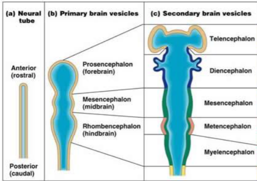 <p>Mesencephalon stays as Mesencephalon!</p><p><em>(the 3 M vesicles go in alphabetical order!)</em></p>