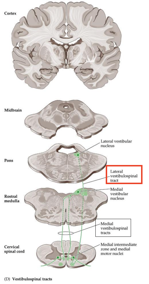 <p>Where does the <em><u>LATERAL vestibulospinal tract (VST)</u></em> originate in the pons? Does it descend ipsilaterally or contralaterally?</p>