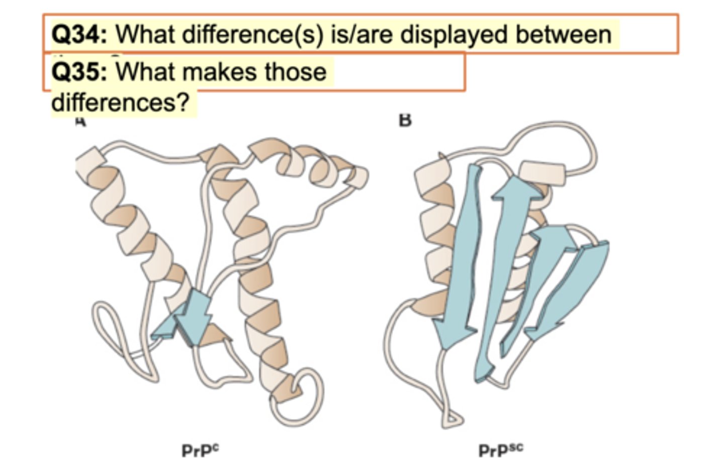 <p>Normal prion PrpC vs abnromal on right. What difference? Same sequence but lil difference. Pink showing alpha and blue showing beta sheets. Right is opp direction antiparallel. BEtween both is big diff in beta sheets. Right is increased difficulty to dissolve so precipiatation/aggregation. SOme ppl have genetic disease but if don't have them, misfolding seen here occurs.</p><p>What makes those differences? Misfolding.</p><p>right has more antiparallel sheets: misfolding</p>