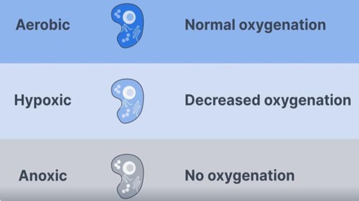 <p>Radiation + oxygen = increase radiosensitivity.</p>