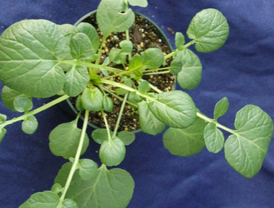 <p>Yellow rocket&nbsp;(Brassicaceae)</p>