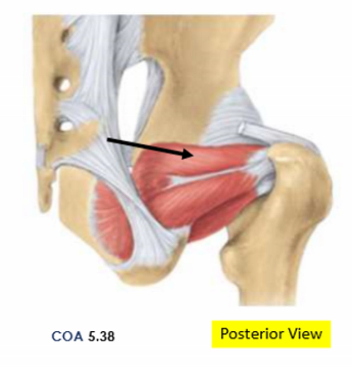 <p>Greater trochanter via tendon of obturator internus</p>