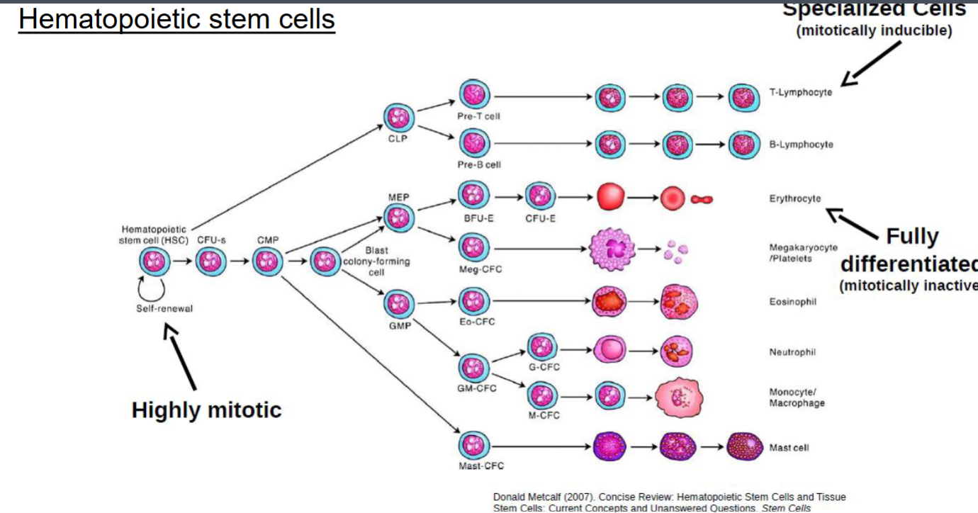 <p>Characterized by the rapid proliferation of embryonic cells which differentiate to form specialized cells of adult tissues and organs. Ex: Hematopoietic stem cells.</p>