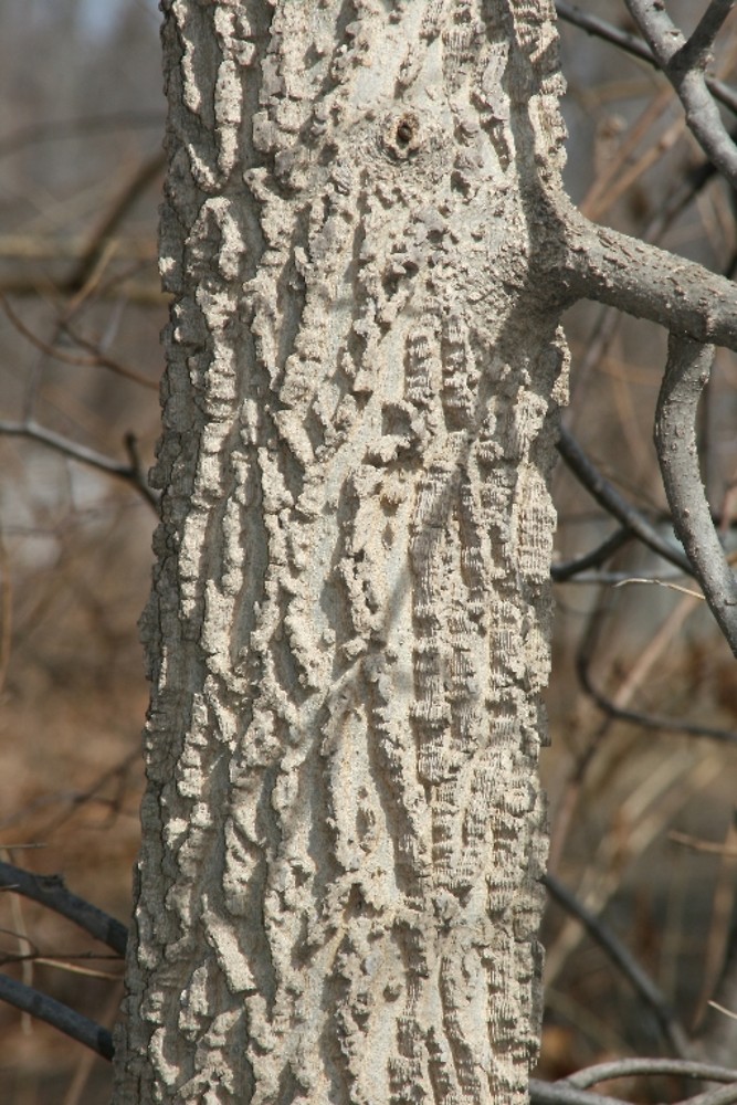 <p>eastern hackberry, Celtis occidentalis, Cannabaceae</p>