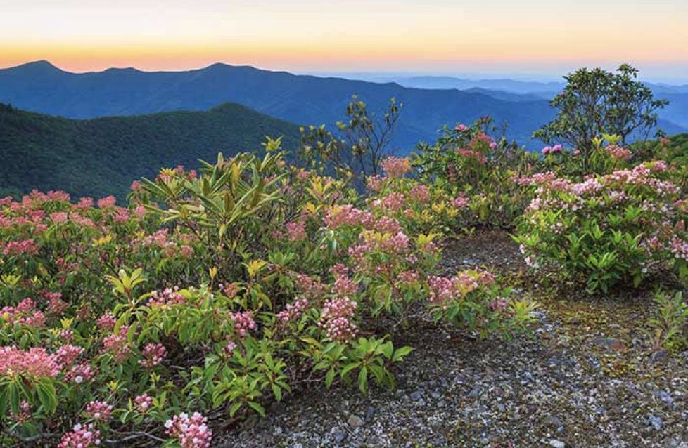 <p><em>Kalmia latifolia</em></p><p>Ericaceae</p>