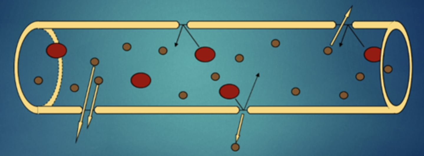 <p>movement across gaps (capillaries, arteries, veins, glomerulus) for larger molecules that cant cross cell membranes</p>