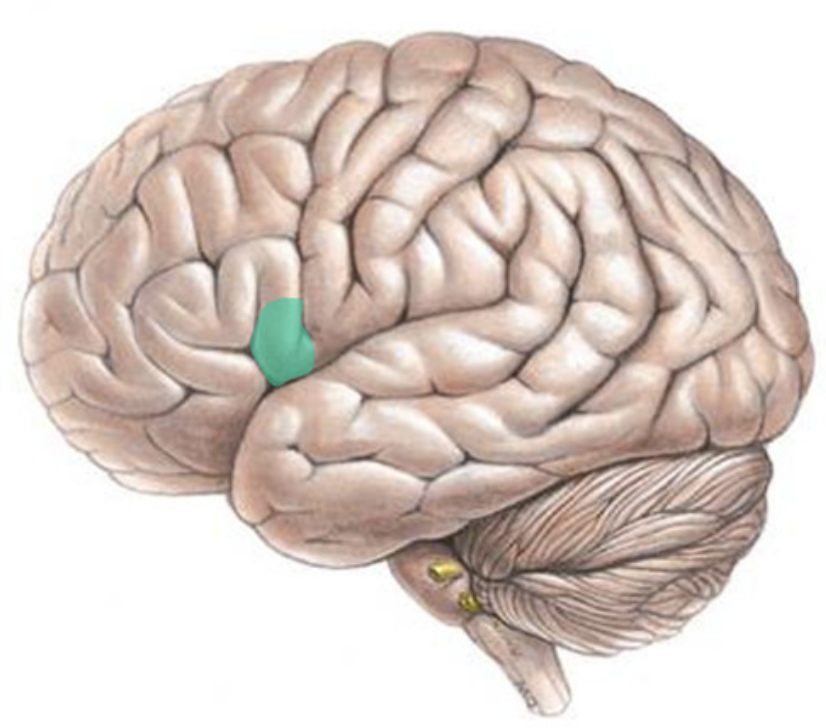 <p>speech production</p>