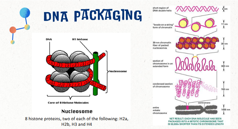 <ul><li><p><span>If DNA was not packaged in any way, the DNA from a single cell would be about 2 meters (6.6 ft) long</span></p><ul><li><p><span>This would be approximately the equivalent of packing 24 miles of thread into a tennis ball</span></p></li></ul></li><li><p><u>packaged into a nucleosome made of 8 histone proteins</u></p><ul><li><p><u>two of each: H2a, H2b, H3, H4</u></p></li></ul></li></ul><p></p>