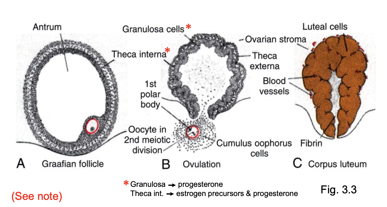 <p><strong>Pituitary LH triggers ovulation, resumption of meiosis until re-arrest at metaphase of meiosis 2, and corpus luteum formation.</strong></p><ul><li><p>Pituitary LH</p></li><li><p>metaphase of meiosis II into the cavity</p></li><li><p>corpus luteum in ovary </p></li><li><p>progesterone</p></li><li><p>estrogen precursors &amp; progesterone</p></li><li><p></p></li><li><p>Corpus luteum now secretes lots of progesterone</p></li></ul><p></p>