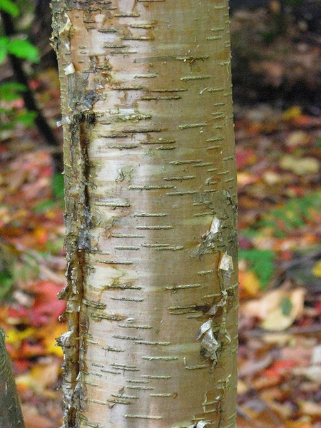 <p>yellow birch, Betula alleghaniensis, Betulaceae</p>