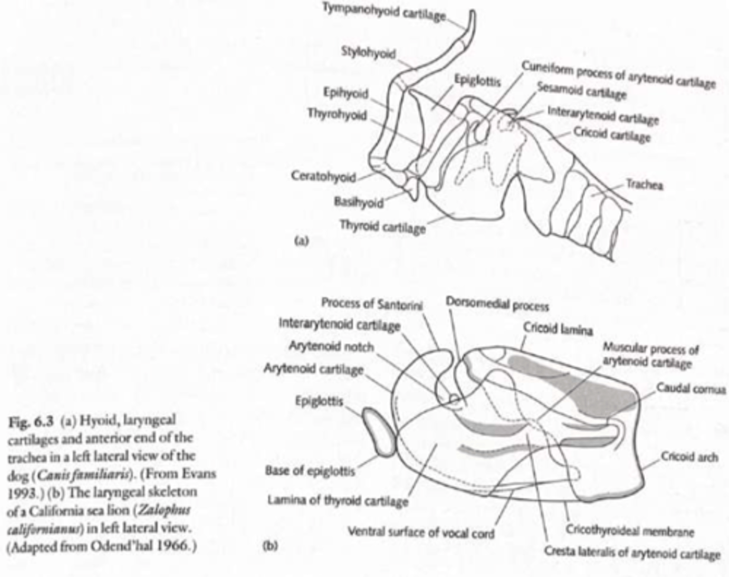 <p>Pinnipeds: well developed Larynx, used for respiration and sound production</p><p>Differences between:</p><p>➢ Species</p><p>➢Males / females ➢Young / older individuals ➢Adaptations for diving</p>