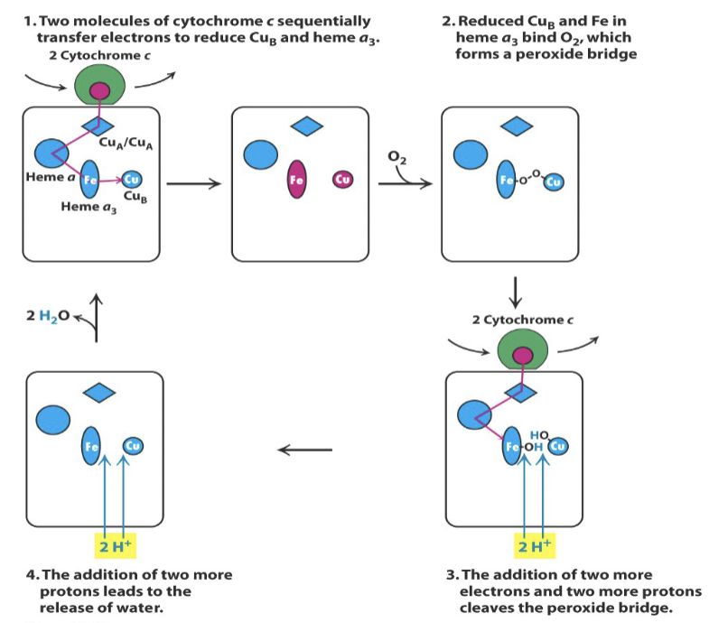 <ul><li><p>Two cytochrome c molecules deliver electrons to CuB and heme a3</p></li><li><p>Oxygen binds and forms a bridge between CuB and heme a 3</p></li><li><p>Two more cytochrome c molecules reduce the bound oxygens to hydroxyl groups</p></li><li><p>Protons cleave the hydroxyl groups and release water</p></li></ul><p></p>