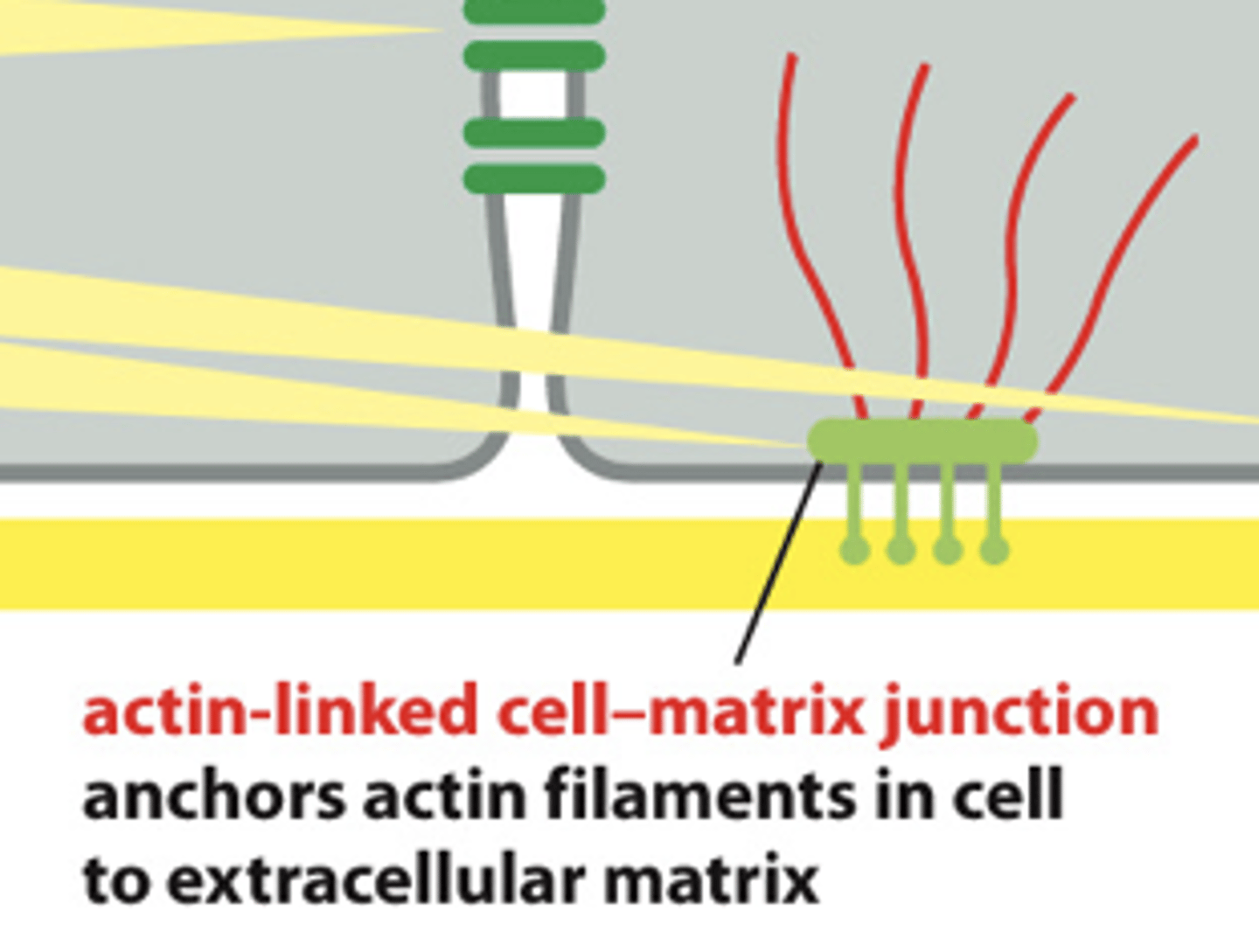 <p>Actin cells add rails and give structure to the cell. Cadherins will go in and anchor to it, and this is helpful for cells to stick to where they belong, but also for migration.</p><p>- anchor cells to right place at right time will be an important factor for brain development in the first place.</p>