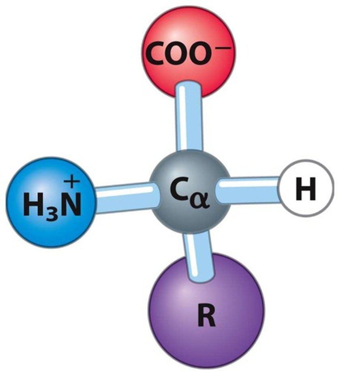 <p>A carboxylic acid group, an amino group, and a hydrogen atom, along with a side chain (R group).</p>