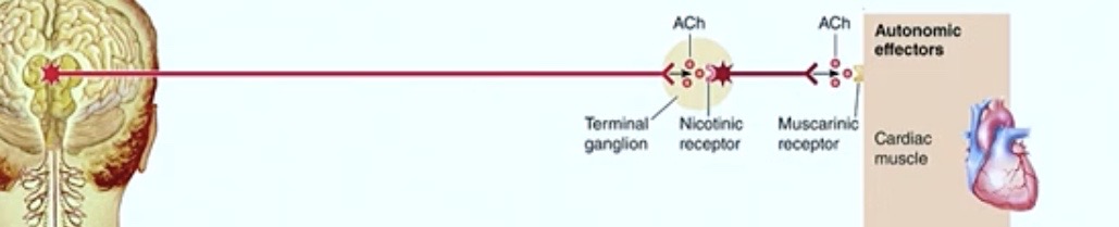 <p>Overall</p><p>Acetylcholine released from both neurons</p><ul><li><p>In <strong>First Synapse</strong> → it binds to <strong>nicotinic receptors</strong></p><ul><li><p><strong>Excites</strong> the <strong>second neuron </strong></p><p></p><p>→ second neuron <strong>releases acetylcholine onto tissue</strong></p></li><li><p><strong>Tissue</strong> has <strong>muscarinic receptors </strong></p></li></ul></li></ul><p>What<strong> type of response</strong> will come out <strong>from these tissues?</strong></p><p></p>