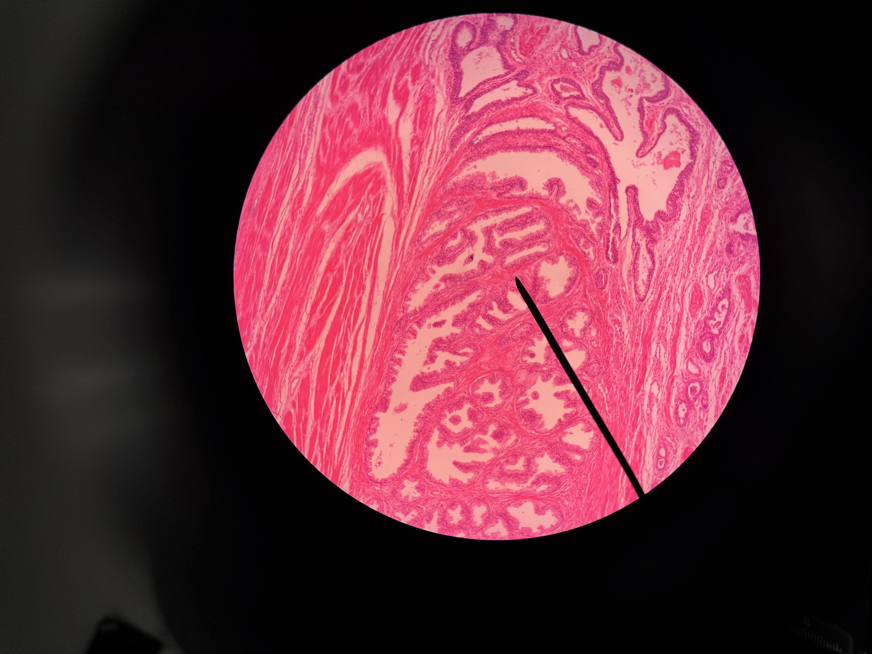 <p>Organ?</p><p>Structure that is important?</p>