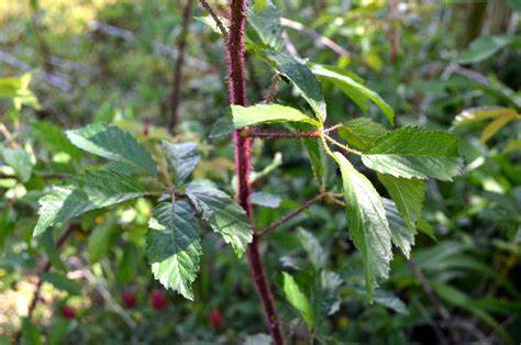 Family: Rosaceae

SN: Rubus trivialis