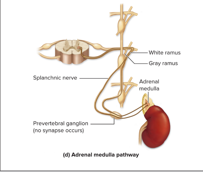 <ul><li><p>For <strong>central region of adrenal gland (its medulla)</strong></p></li><li><p>Pre sympathetic axons <strong>extend through sympathetic trunk and pre ganglia without synapsing in either</strong></p></li><li><p><strong>Pre cells stimulate</strong> adrenal medulla cells to release <strong>epinephrine and norepinephrine </strong>into the blood</p></li><li><p>These hormones <strong>enhance and prolong the fight-or-flight response</strong></p></li></ul><p></p>