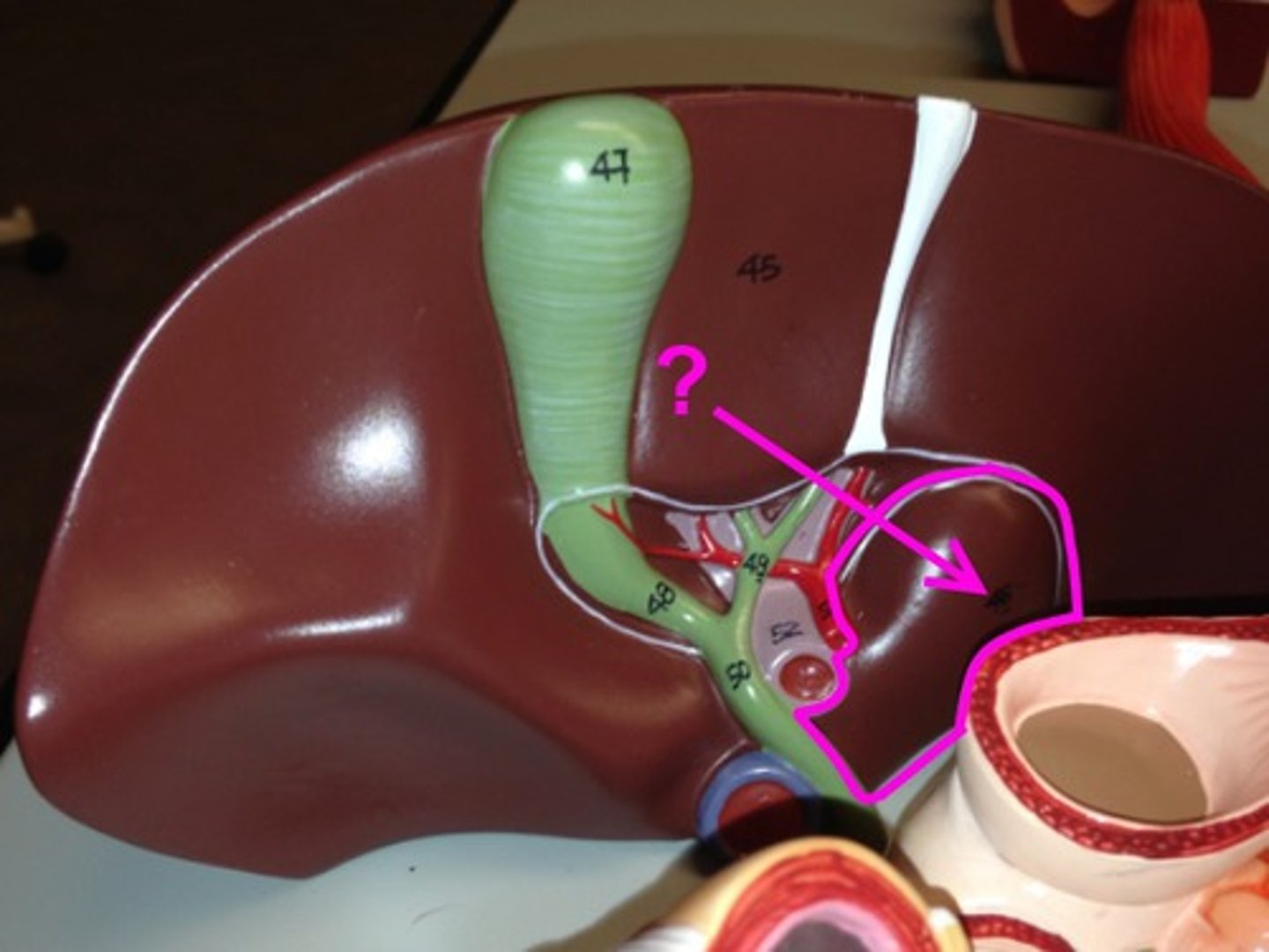 <p>What is this body feature?</p>