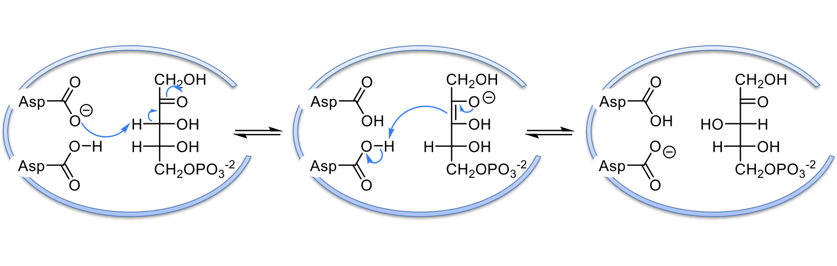 <ol><li><p>a negatively charged Asp residue in the active site acts as base and takes the acidic proton on carbon 3 of ribulose-5-phosphate. This proton is easily taken because of the carbonyl resonance</p></li><li><p>an enediolate intermediate is formed which takes a proton off of the other Asp residue. this proton is on the opposite face of carbon 3 than before</p></li><li><p>xylulose-5-phosphate is made (stereoisomer was changed)</p></li></ol>