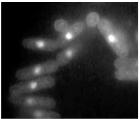 <ul><li><p>Fluorescent DNA labeling</p></li><li><p>Shows <strong>nuclear division</strong> → followed by <strong>cytokinesis</strong></p></li></ul><p></p>