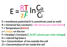 <p>Nernst equation</p>