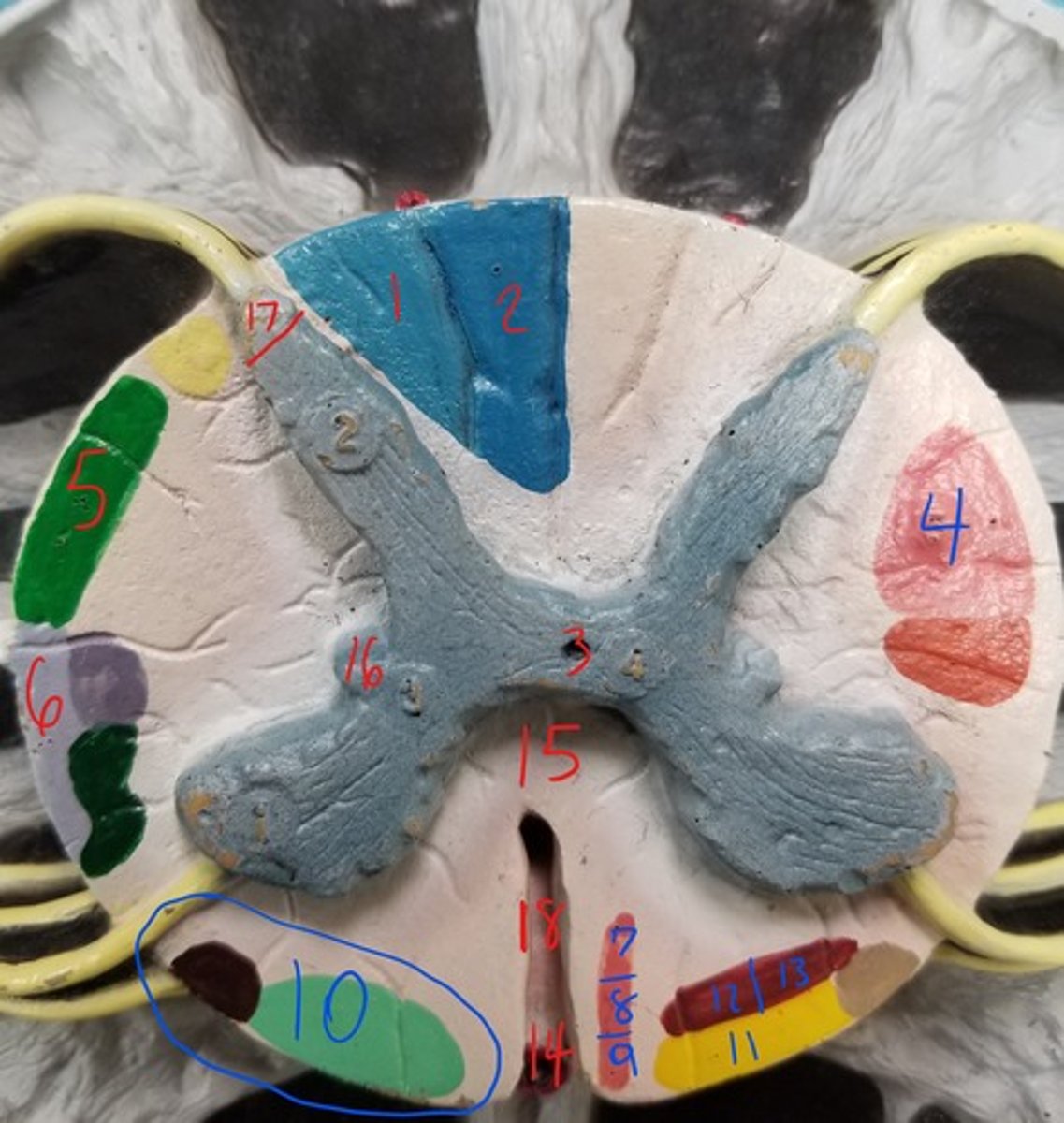 <p>dark green, #5</p>