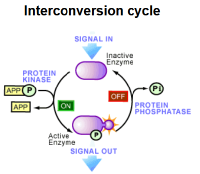 <p>Protein kinase → adds a phosphate (ON switch).</p><p>Protein phosphatase → removes a phosphate (OFF switch)</p>