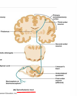 <p>sensory receptor → dorsal anterior horn </p><p>located in white matter of spinal cord</p>
